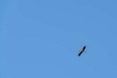 Beyaz leylek (Ciconia ciconia) uçuş, Ukrayna