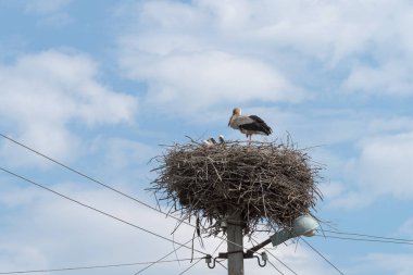 Ukrayna köyünde elektrik direği üstüne beyaz leylek yuvası