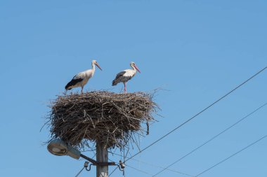 Beyaz leylek (Ciconia ciconia), elektrik direği, Ukrayna, Europe üstüne yuva üzerinde duran çift