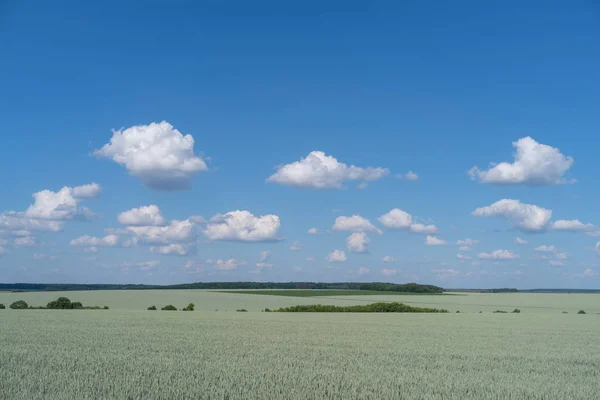 Podolia Região Ucrânia Paisagem Primavera Campo Trigo Verde Céu Azul — Fotografia de Stock