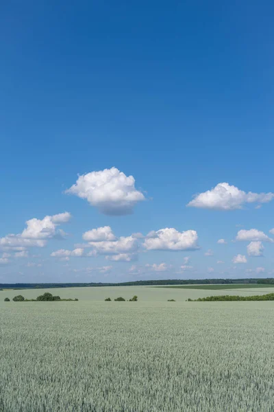 Από Περιοχή Της Ουκρανίας Ανοιξιάτικο Τοπίο Πεδίο Καταπράσινη Σιτάρι Και — Φωτογραφία Αρχείου