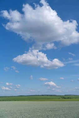 Ukrayna, bahar manzara Podolya bölgesi. Yeşil buğday alan ve mavi gökyüzü 