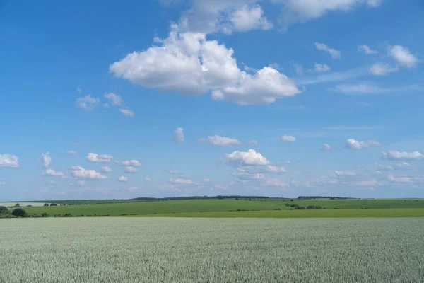 Podole Regionu Ukrainy Wiosnę Krajobraz Pole Pszenicy Zielone Błękitne Niebo — Zdjęcie stockowe