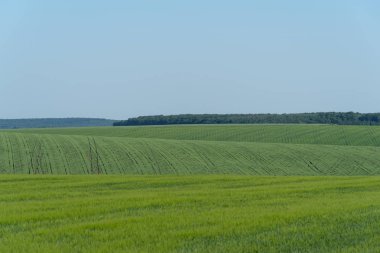 Ukrayna, bahar manzara Podolya bölgesi. Yeşil buğday alanı