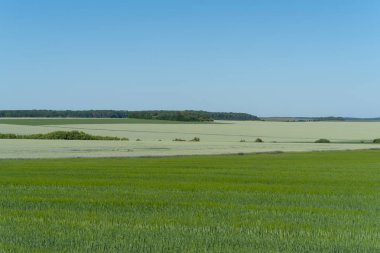 Ukrayna, bahar manzara Podolya bölgesi. Yeşil buğday alanı