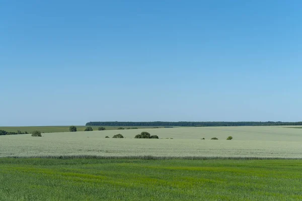 ポジーリャ地方ウクライナの春の風景 緑の小麦畑 — ストック写真