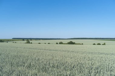 Ukrayna, bahar manzara Podolya bölgesi. Yeşil buğday alan ve mavi gökyüzü 