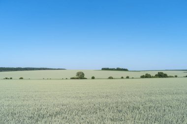 Ukrayna, bahar manzara Podolya bölgesi. Yeşil buğday alan ve mavi gökyüzü 