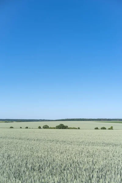 ポジーリャ地方ウクライナの春の風景 緑の麦畑と青い空 — ストック写真