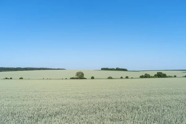 Podole Regionu Ukrainy Wiosnę Krajobraz Pole Pszenicy Zielone Błękitne Niebo — Zdjęcie stockowe