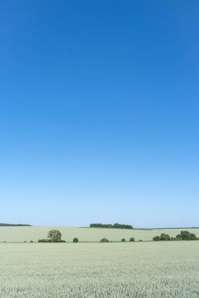 Ukrayna Bahar Manzara Podolya Bölgesi Yeşil Buğday Alan Mavi Gökyüzü — Stok fotoğraf