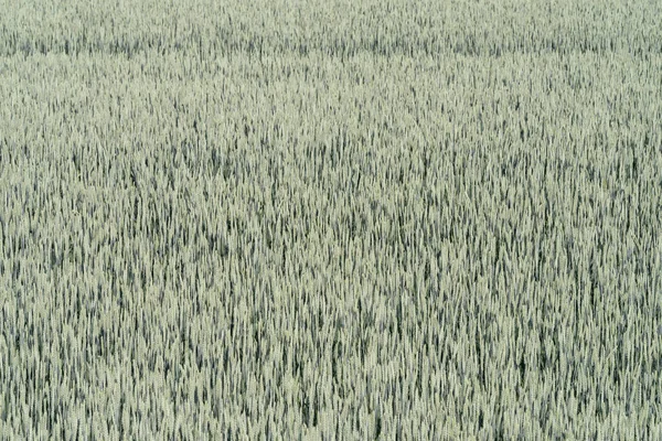 Зеленая Пшеница Месяц Сбора Урожая — стоковое фото