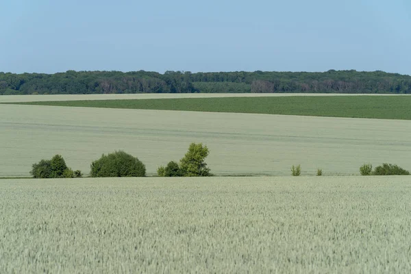 Podillien Regionen Ukraina Våren Landskap Grön Vetefält Och Blå Himmel — Stockfoto