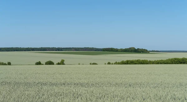 ポジーリャ地方ウクライナの春の風景 緑の麦畑と青い空 — ストック写真