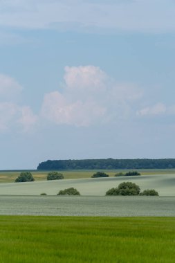 Ukrayna, bahar manzara Podolya bölgesi. Yeşil buğday alan ve mavi gökyüzü 