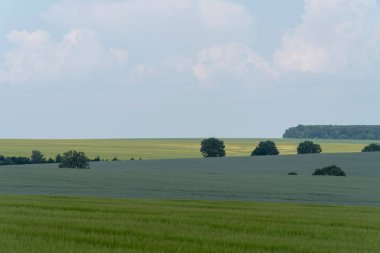 Ukrayna, bahar manzara Podolya bölgesi. Yeşil buğday alan ve mavi gökyüzü 