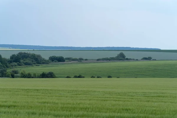 Podolia Região Ucrânia Paisagem Primavera Campo Trigo Verde Céu Azul — Fotografia de Stock