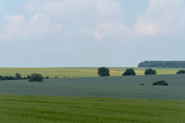 Podillien Regionen Ukraina Våren Landskap Grön Vetefält Och Blå Himmel — Stockfoto