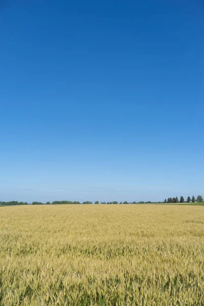 Podillien Regionen Ukraina Grön Vetefält Och Blå Himmel — Stockfoto