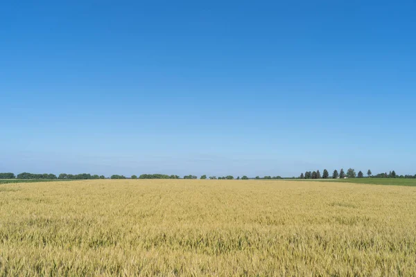 Podillien Regionen Ukraina Grön Vetefält Och Blå Himmel — Stockfoto