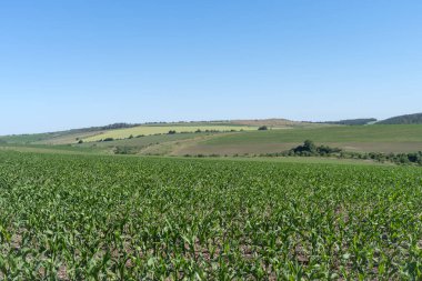Bahar tarım manzara, Podilski Tovtry Ulusal Parkı, Podolya bölge Ukrayna