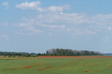 Kırmızı haşhaş bir alanda, Podolya region, Ukrayna