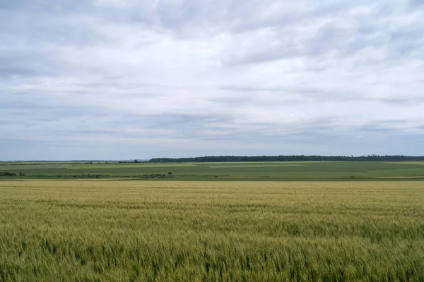 Облака Небе Над Зеленым Пшеничным Полем Месяц Сбора Урожая — стоковое фото