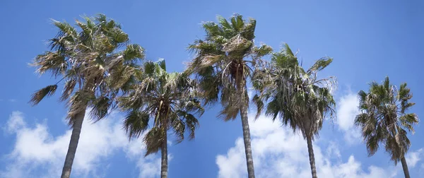 Palmiers Dans Une Rangée Contre Ciel Bleu — Photo