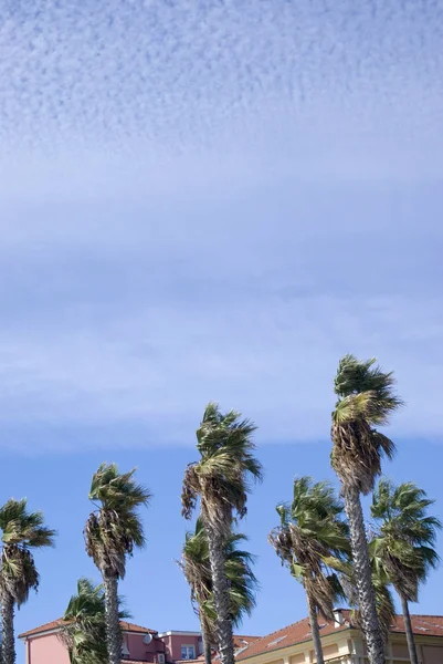 Palmeras Contra Cielo Parcialmente Nublado —  Fotos de Stock