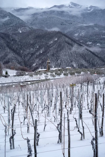 Province Imperia Italy Vineyard Winter — Stock Photo, Image