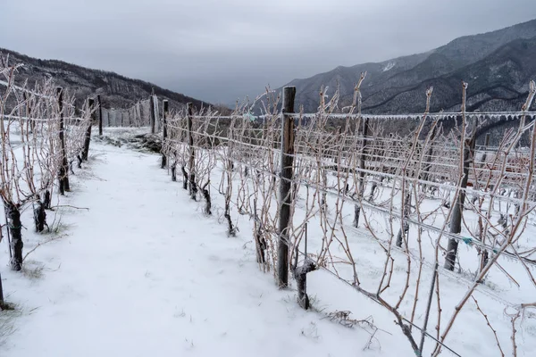 Provincia Imperia Italia Viñedo Invierno —  Fotos de Stock