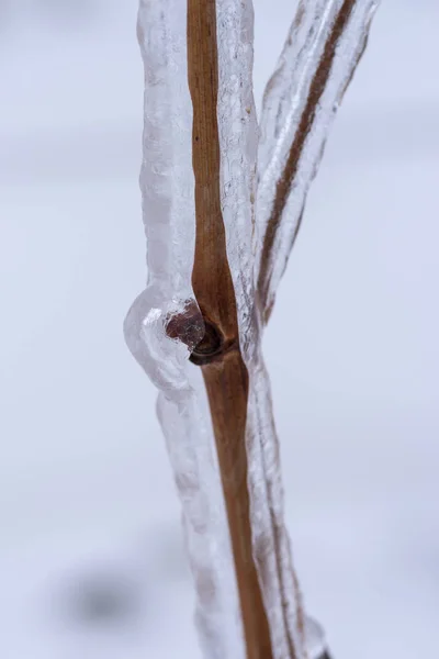 Branches Vigne Recouvertes Glace Après Pluie Verglaçante — Photo