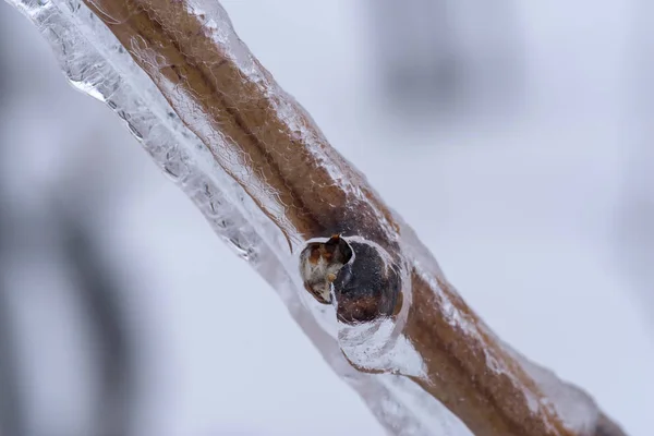 Branches Vigne Recouvertes Glace Après Pluie Verglaçante — Photo