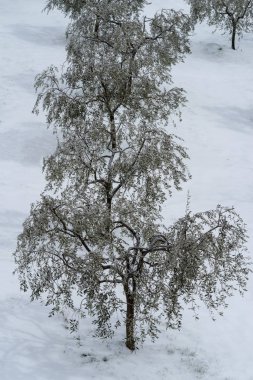 Kar kaplı zeytin ağaçları il Imperia, İtalya