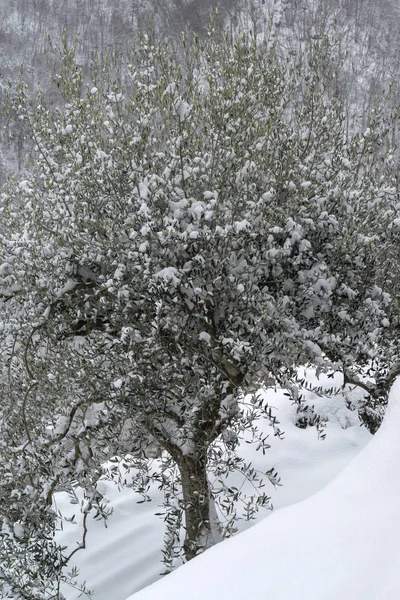 Olivi Innevati Provincia Imperia — Foto Stock