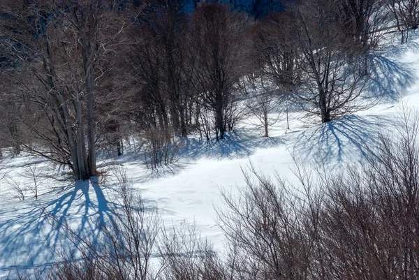 Bäume Beschatten Verschneite Landschaft Sonnigen Tagen — Stockfoto