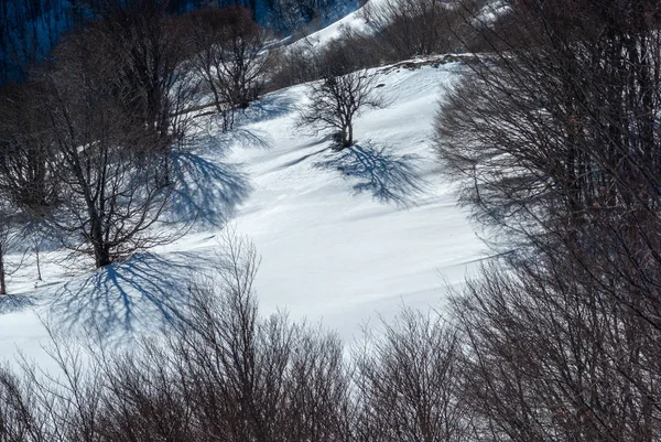 Bäume Beschatten Verschneite Landschaft Sonnigen Tagen — Stockfoto
