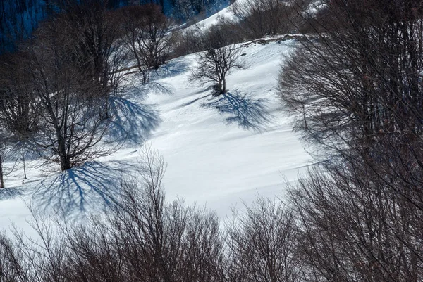 Ombra Alberi Sul Paesaggio Innevato Nella Giornata Sole — Foto Stock