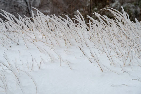 Gras Nach Dem Gefrierenden Regen Mit Eis Bedeckt — Stockfoto