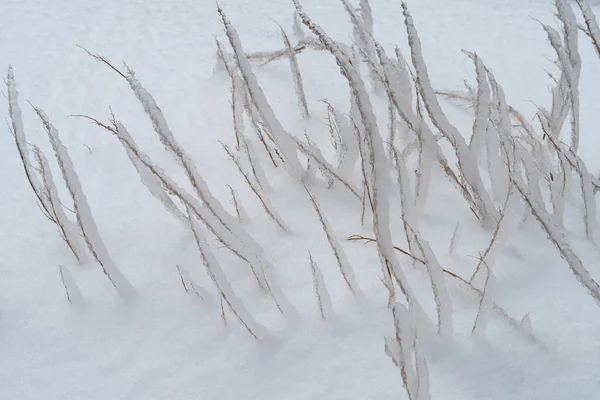冰冻雨后 青草覆盖在冰上 — 图库照片