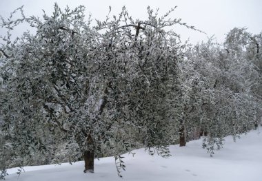 İl, Imperia, İtalya. Kar kaplı olive grove