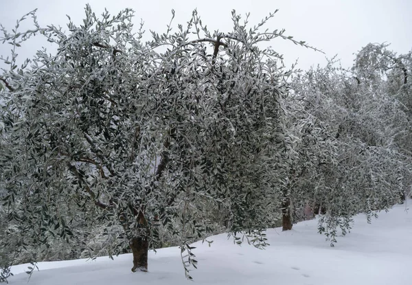 意大利 Imperia 白雪覆盖橄榄树丛 — 图库照片
