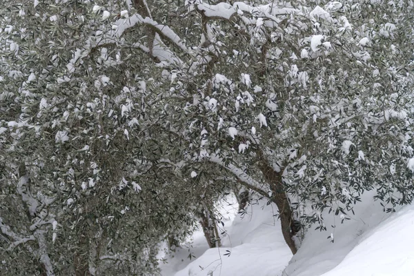 Olivo Cubierto Nieve Provincia Imperia Italia — Foto de Stock