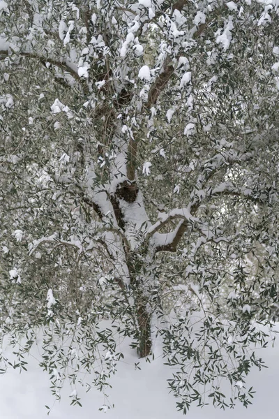Снежные Оливковые Деревья Провинции Империя Италия — стоковое фото