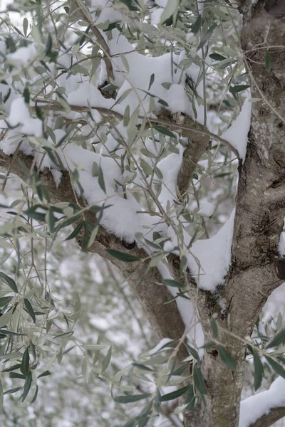 Olivier Couvert Neige Dans Province Imperia Italie — Photo