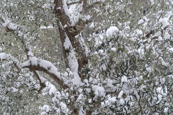 インペリア イタリアのオリーブの木が雪に覆われています — ストック写真