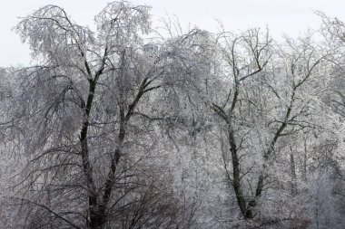 sonra yağmur, ağaçlar