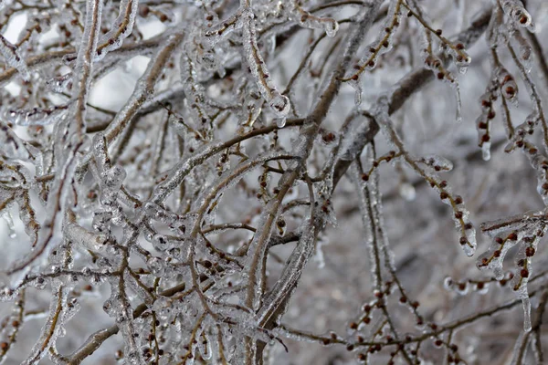 Ветви Деревьев Покрыты Льдом После Морозного Дождя — стоковое фото