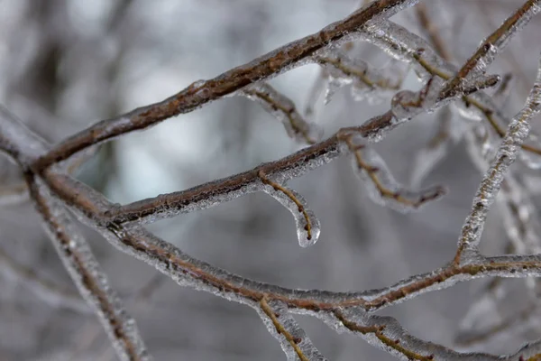 Arbres Branches Couvertes Glace Après Pluie Verglaçante — Photo