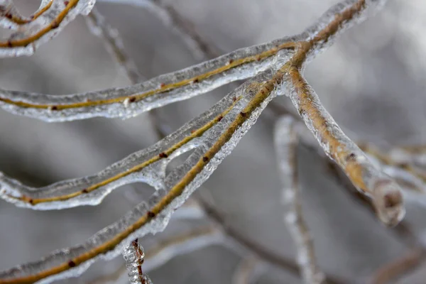 Arbres Branches Couvertes Glace Après Pluie Verglaçante — Photo